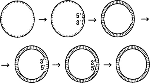 Иллюстрация к книге — Самая главная молекула. От структуры ДНК к биомедицине XXI века [_46.jpg]
