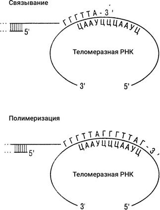Иллюстрация к книге — Самая главная молекула. От структуры ДНК к биомедицине XXI века [_47.jpg]