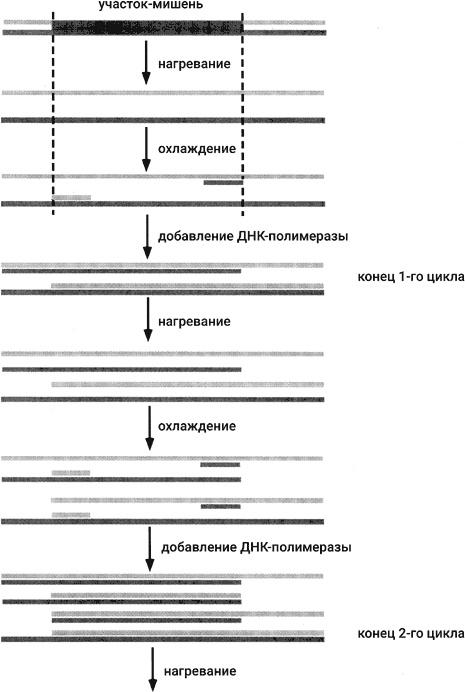 Иллюстрация к книге — Самая главная молекула. От структуры ДНК к биомедицине XXI века [_75.jpg]