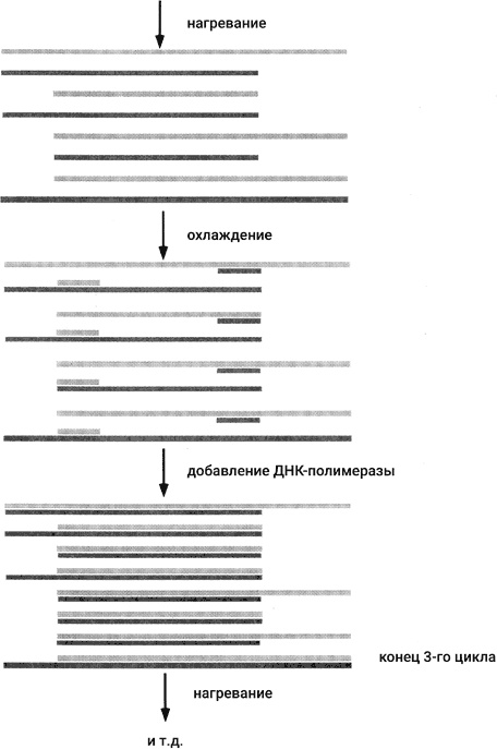 Иллюстрация к книге — Самая главная молекула. От структуры ДНК к биомедицине XXI века [_76.jpg]