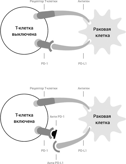 Иллюстрация к книге — Самая главная молекула. От структуры ДНК к биомедицине XXI века [_80.jpg]