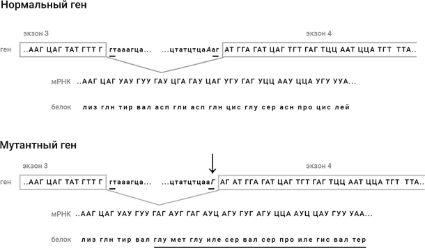 Иллюстрация к книге — Самая главная молекула. От структуры ДНК к биомедицине XXI века [_81.jpg]