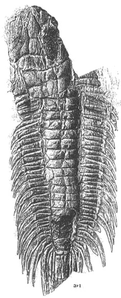 Иллюстрация к книге — Трилобиты. Свидетели эволюции [i_004.jpg]