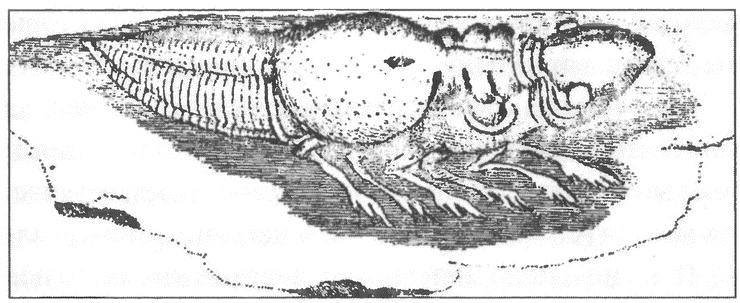 Иллюстрация к книге — Трилобиты. Свидетели эволюции [i_010.jpg]