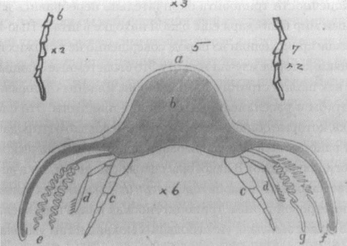Иллюстрация к книге — Трилобиты. Свидетели эволюции [i_012.jpg]