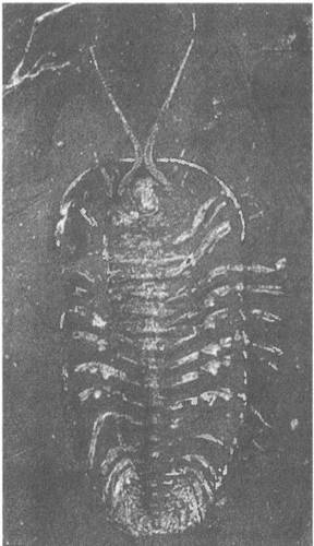 Иллюстрация к книге — Трилобиты. Свидетели эволюции [i_015.jpg]