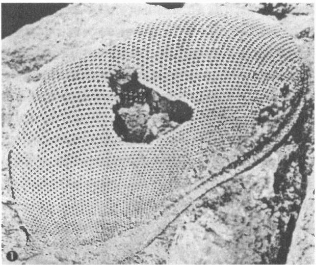 Иллюстрация к книге — Трилобиты. Свидетели эволюции [i_019.jpg]