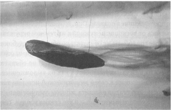 Иллюстрация к книге — Трилобиты. Свидетели эволюции [i_023.jpg]