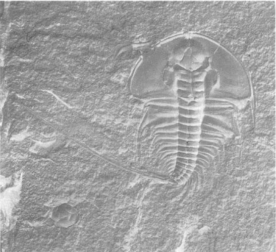 Иллюстрация к книге — Трилобиты. Свидетели эволюции [i_025.jpg]