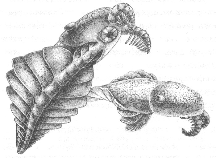 Иллюстрация к книге — Трилобиты. Свидетели эволюции [i_026.jpg]