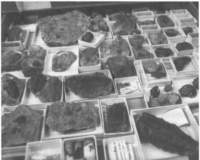 Иллюстрация к книге — Трилобиты. Свидетели эволюции [i_029.jpg]