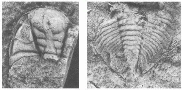 Иллюстрация к книге — Трилобиты. Свидетели эволюции [i_035.jpg]