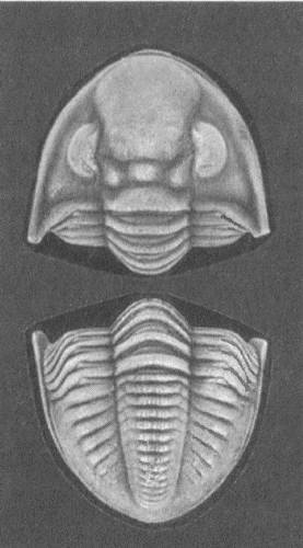 Иллюстрация к книге — Трилобиты. Свидетели эволюции [i_038.jpg]