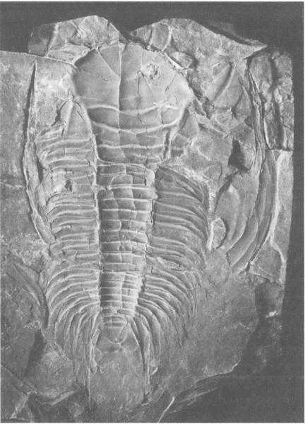 Иллюстрация к книге — Трилобиты. Свидетели эволюции [i_045.jpg]