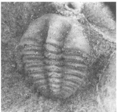 Иллюстрация к книге — Трилобиты. Свидетели эволюции [i_048.jpg]