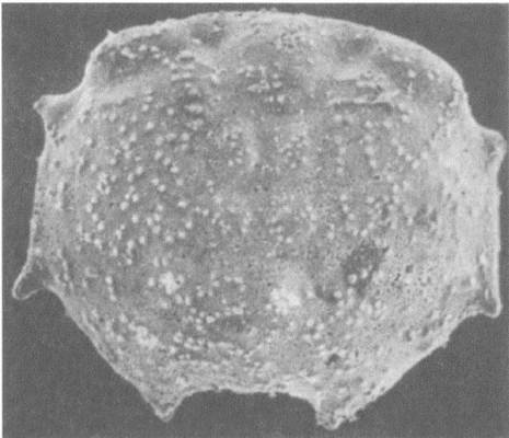 Иллюстрация к книге — Трилобиты. Свидетели эволюции [i_051.jpg]