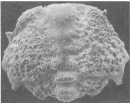 Иллюстрация к книге — Трилобиты. Свидетели эволюции [i_052.jpg]