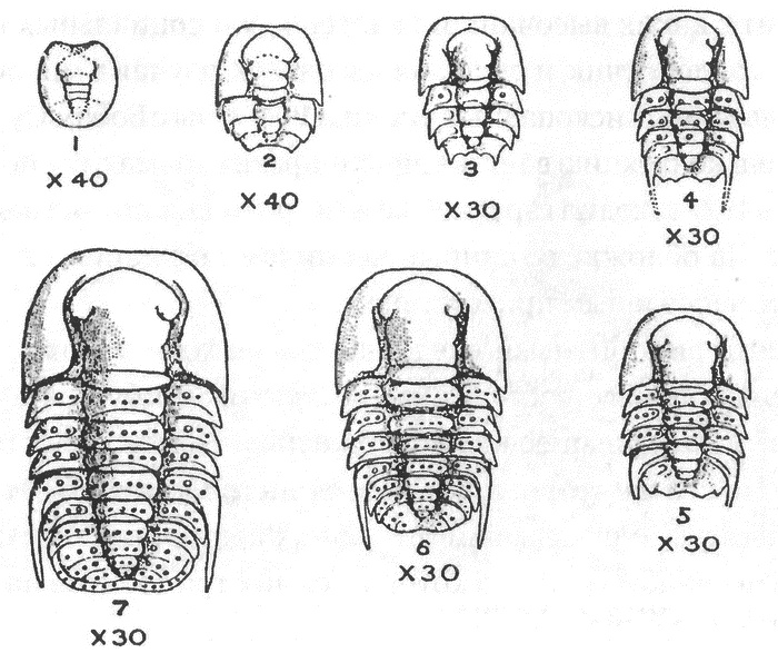 Иллюстрация к книге — Трилобиты. Свидетели эволюции [i_053.jpg]