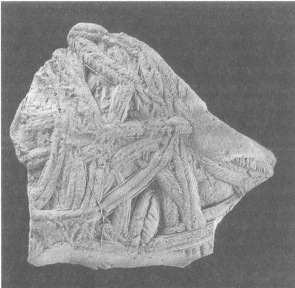 Иллюстрация к книге — Трилобиты. Свидетели эволюции [i_056.jpg]