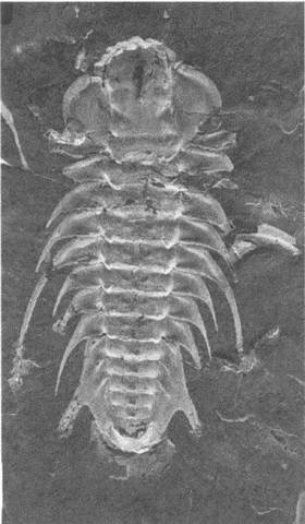 Иллюстрация к книге — Трилобиты. Свидетели эволюции [i_057.jpg]