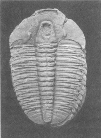 Иллюстрация к книге — Трилобиты. Свидетели эволюции [i_058.jpg]