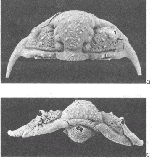 Иллюстрация к книге — Трилобиты. Свидетели эволюции [i_069.jpg]