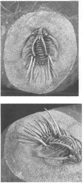 Иллюстрация к книге — Трилобиты. Свидетели эволюции [i_072.jpg]