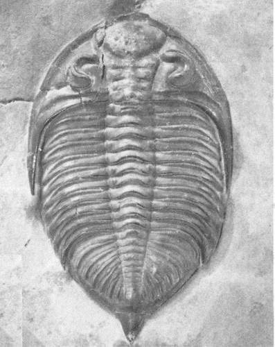 Иллюстрация к книге — Трилобиты. Свидетели эволюции [i_073.jpg]