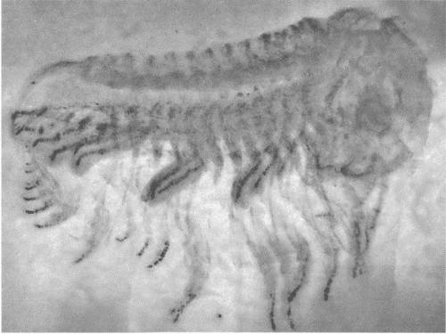 Иллюстрация к книге — Трилобиты. Свидетели эволюции [i_074.jpg]