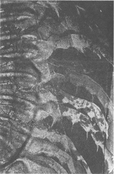 Иллюстрация к книге — Трилобиты. Свидетели эволюции [i_075.jpg]