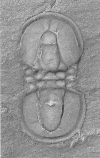 Иллюстрация к книге — Трилобиты. Свидетели эволюции [i_079.jpg]