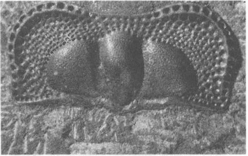 Иллюстрация к книге — Трилобиты. Свидетели эволюции [i_082.jpg]