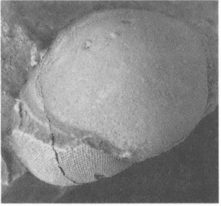 Иллюстрация к книге — Трилобиты. Свидетели эволюции [i_083.jpg]