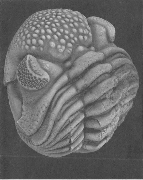 Иллюстрация к книге — Трилобиты. Свидетели эволюции [i_086.jpg]