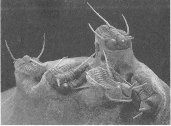 Иллюстрация к книге — Трилобиты. Свидетели эволюции [i_089.jpg]