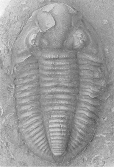 Иллюстрация к книге — Трилобиты. Свидетели эволюции [i_090.jpg]