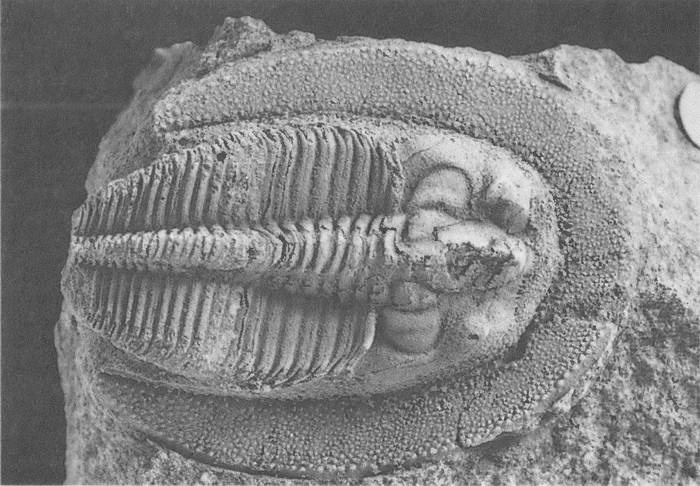 Иллюстрация к книге — Трилобиты. Свидетели эволюции [i_091.jpg]