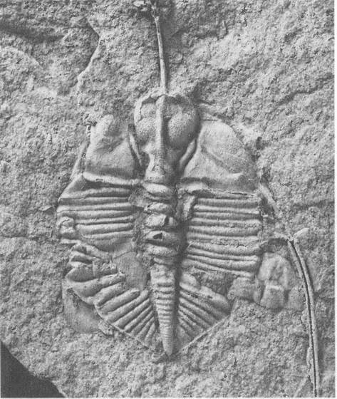 Иллюстрация к книге — Трилобиты. Свидетели эволюции [i_092.jpg]