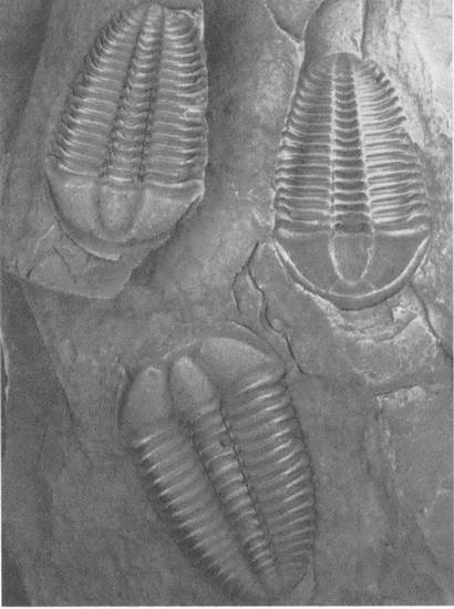Иллюстрация к книге — Трилобиты. Свидетели эволюции [i_093.jpg]