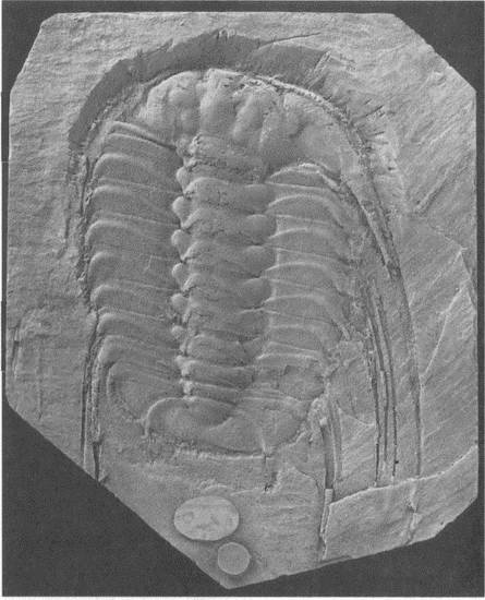 Иллюстрация к книге — Трилобиты. Свидетели эволюции [i_096.jpg]