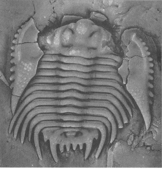 Иллюстрация к книге — Трилобиты. Свидетели эволюции [i_097.jpg]