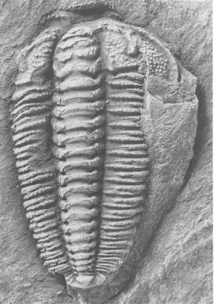 Иллюстрация к книге — Трилобиты. Свидетели эволюции [i_098.jpg]