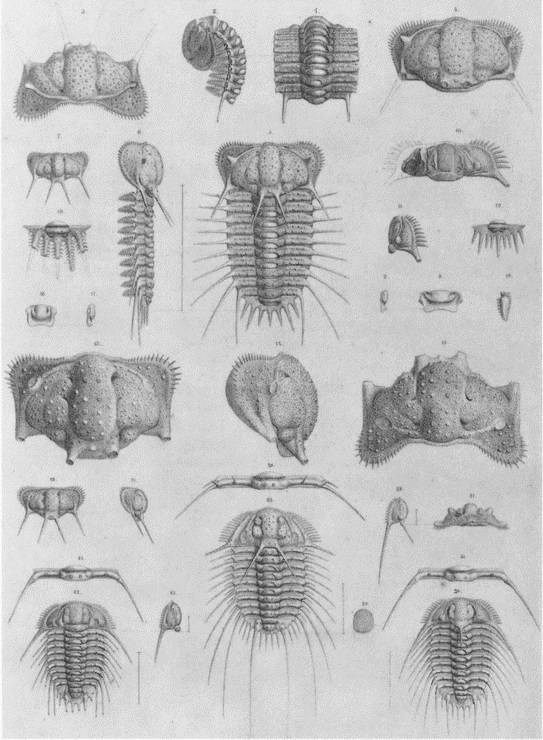 Иллюстрация к книге — Трилобиты. Свидетели эволюции [i_099.jpg]