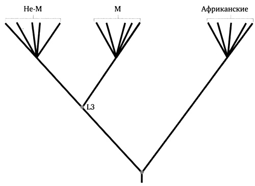 Иллюстрация к книге — Генетическая одиссея человека [i_004.jpg]