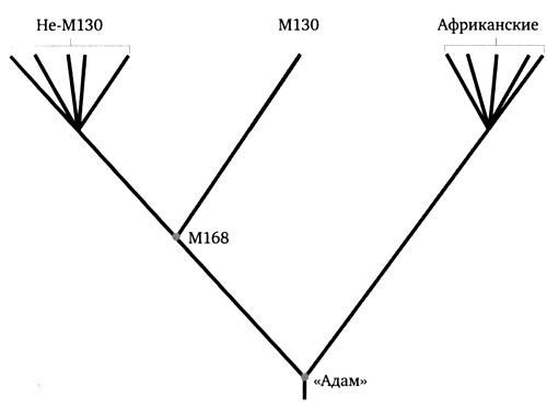 Иллюстрация к книге — Генетическая одиссея человека [i_005.jpg]