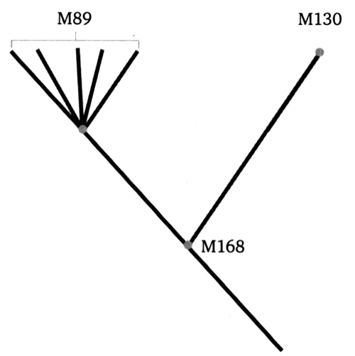 Иллюстрация к книге — Генетическая одиссея человека [i_009.jpg]