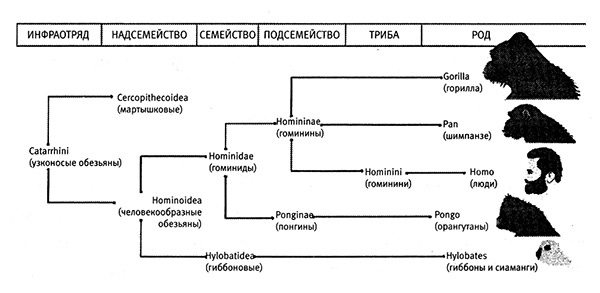 Иллюстрация к книге — Хозяева Земли. Социальное завоевание планеты человечеством [i_012.jpg]