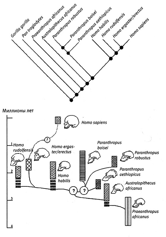 Иллюстрация к книге — Хозяева Земли. Социальное завоевание планеты человечеством [i_013.jpg]
