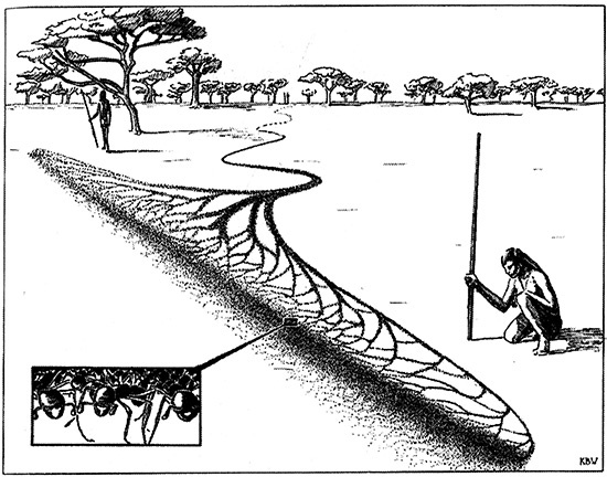 Иллюстрация к книге — Хозяева Земли. Социальное завоевание планеты человечеством [i_023.jpg]