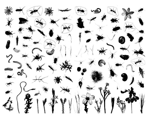 Иллюстрация к книге — Хозяева Земли. Социальное завоевание планеты человечеством [i_025.jpg]